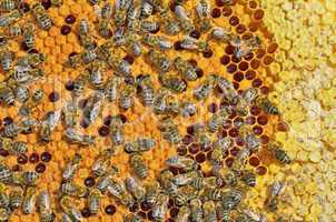 bees on honeycomb frame