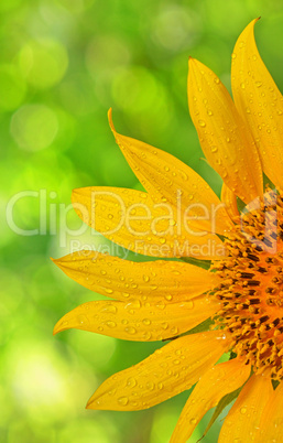 sunflower macro