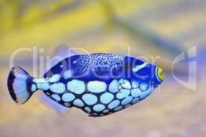 colorful butterfly-fish