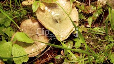 Lactarius edulis at the grass