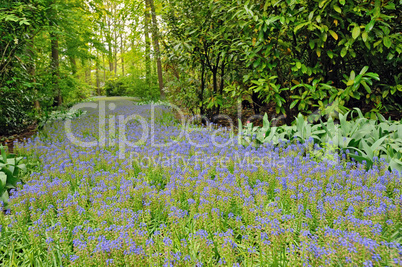 field of purple flowers