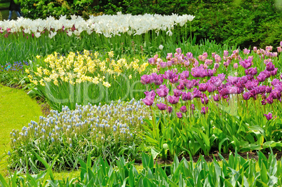 tulips on field in spring time