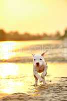 american staffordshire terrier in sunset