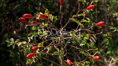 Red fruits of Rosa canina
