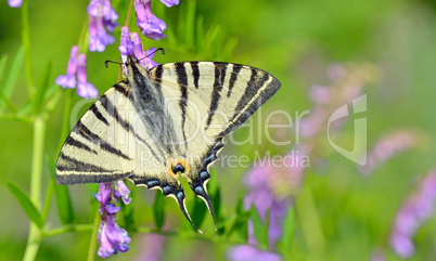 butterfly on flower