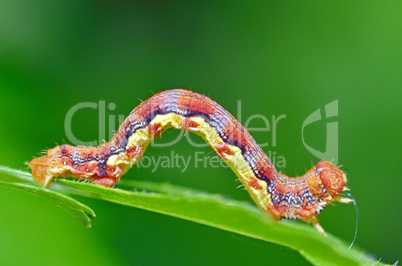 colorful caterpillar