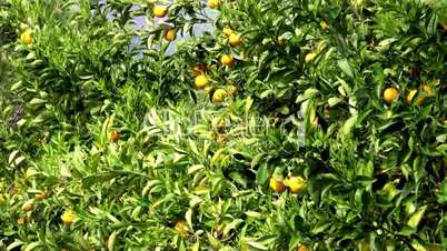 Orange tree with a fruit