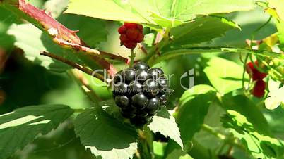 Ripe berry wild Blackberry