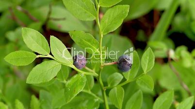 ripe wild blueberries