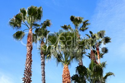 Palm Trees