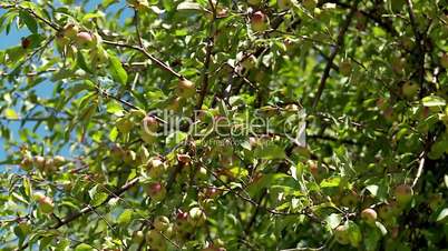 Green apples on apple tree