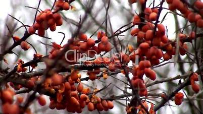 sea buckthorn