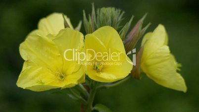 evening primrose oenothera time lapse quick 11005