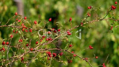Red fruits of Rosa canina