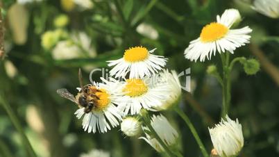Bees on daisies