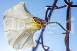 Zaunwindenblüte am Zaun