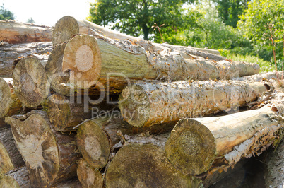 saw round timber