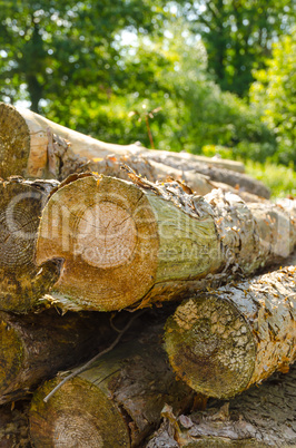 saw round timber