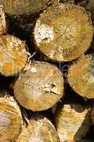 saw round timber