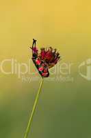 Insect on the flower