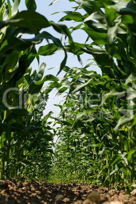 Maize field in spring