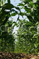 Maize field in spring