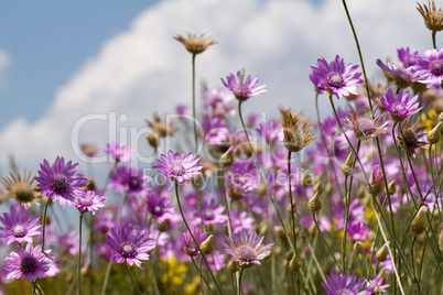 Wild flowers