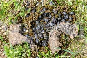 Earth-boring dung beetle