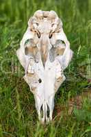 Red deer skull