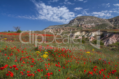 Landscape with poppies.