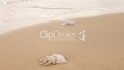 Jellyfish on a sandy seashore