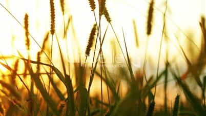 Background with wild grass and sunlight