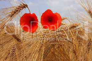 Mohnblumen im Getreidefeld