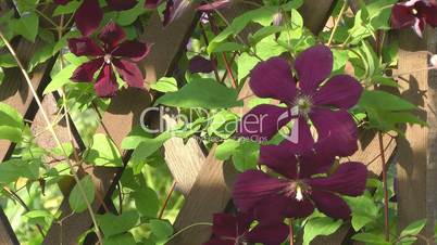 Clematis.