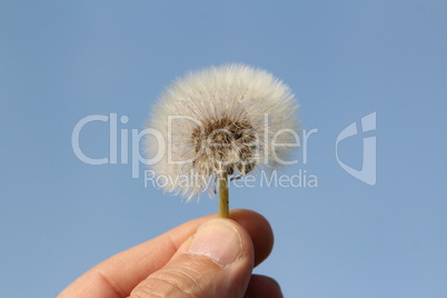 Pusteblume vor blauem Himmel