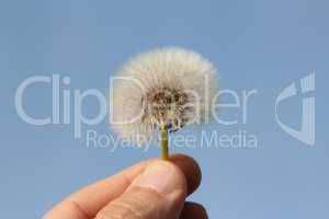 Pusteblume vor blauem Himmel