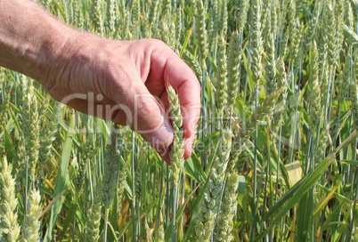 Bauer prüft Getreide