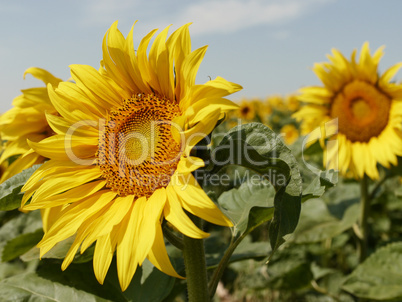 Sonnenblume