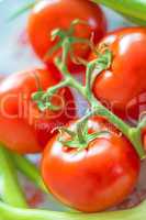 Strauch Tomate