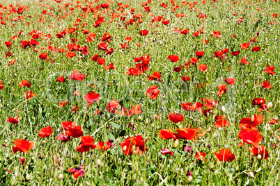 poppies