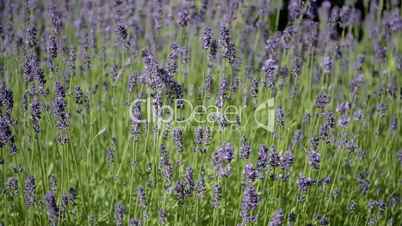 Lavendel Feld (multi angles)