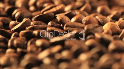 Coffee beans - DOLLY