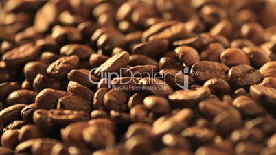 Coffee beans - DOLLY