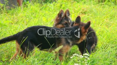 Dogs playing in grass