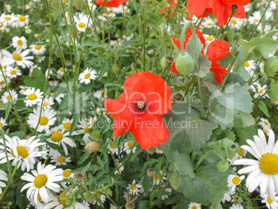 Papaver flower