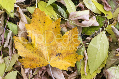 autumn leafs