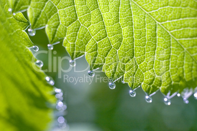 rain-drops on the the fresh shoot