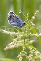 the light-blue butterfly.