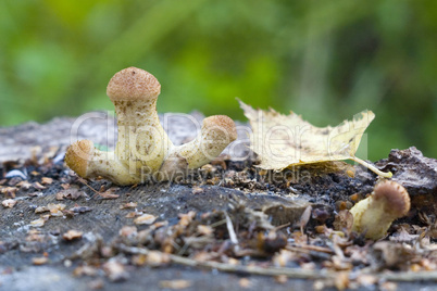 Autumns - mushrooms