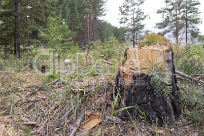 Stump of the cut tree.